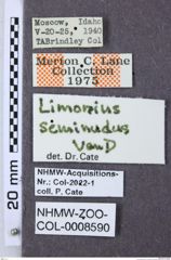 Etiketten zu Gambrinus seminudus (NHMW-ZOO-COL-0008590)